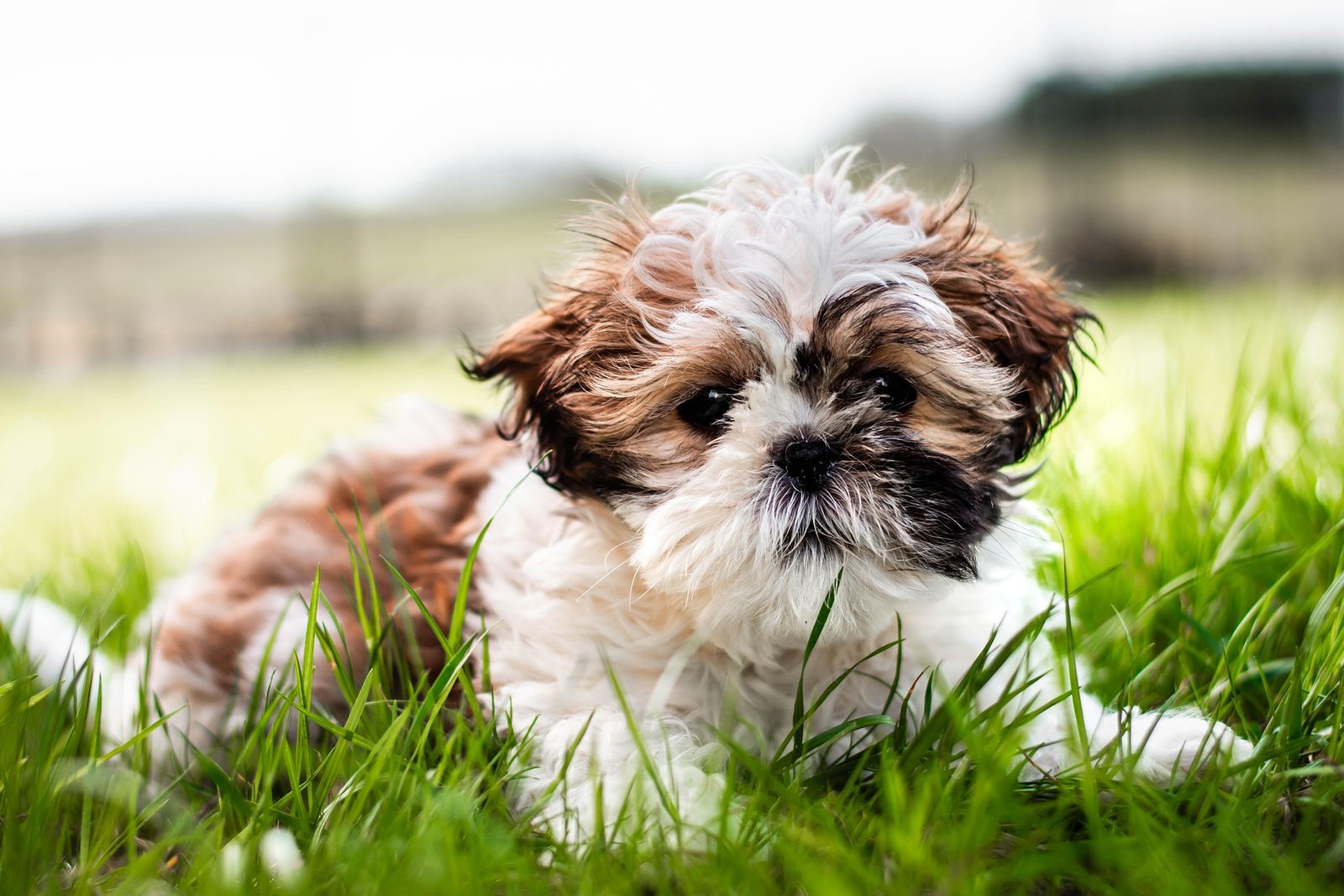 edyttka1388-shih-tzu-8751508_1920
